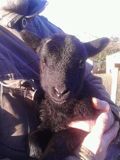 Northants Guild of Spinners, Weavers and Dyers tweet media