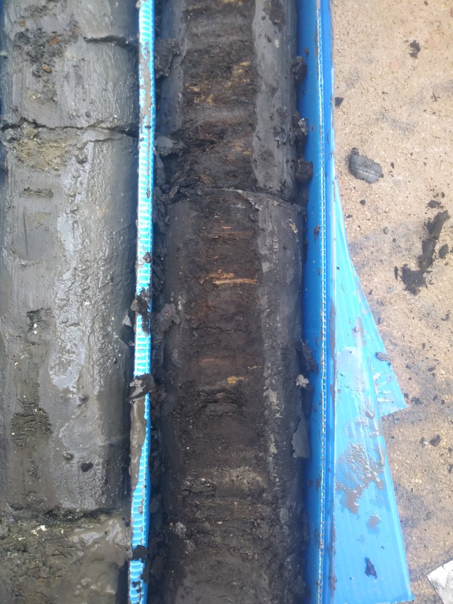 PaleoBarcino tweet media