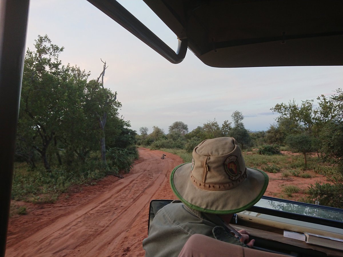 georgiehall2395's tweet image. I'm so happy to be back working this semester! Time to kick it up a gear 💪🏻🦁🇿🇦

#bushwise #fgasa #iamfgasa #Wildlife #conservation #africa #southafrica #safari #sunset #landscape #travel #adventure #holiday #vacation #gamedrive #backtowork #myoffice #itnevergetsold