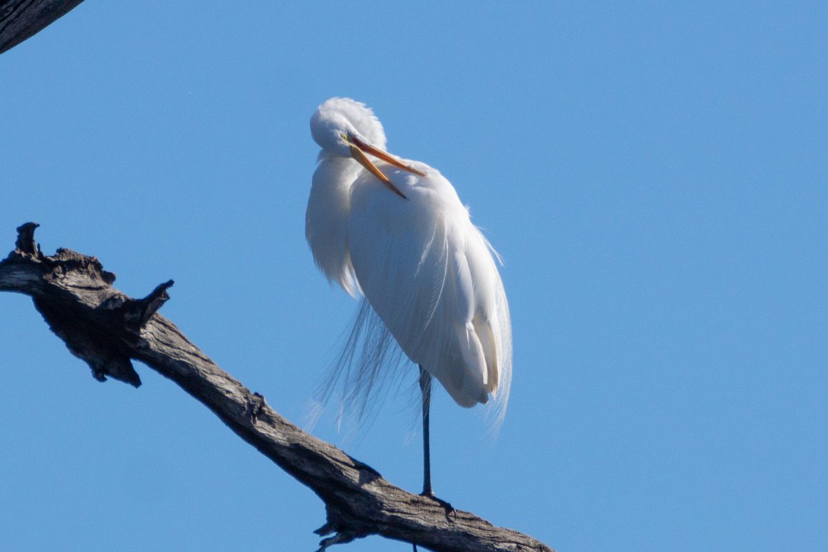 A great egret is grooming its feathers. (Brazos Bend State Park, Texas). 
#Ardeaalba #greategret #egret #heron #большаябелаяцапля #garcetagrande #garzablanca #цапля #garza #birds #birding #птица #птицы #ave #pájaro #birder #birdphotography #birdwatching #sonyalpha #texas #houston