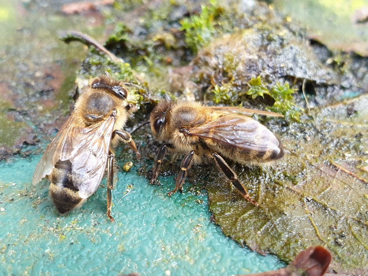 JagexLuce's tweet photo. Managed to do the first inspection of the year of my honey bee colony today! Then grabbed a couple of pics of them drinking from the moss in our garden. https://t.co/61qKsk5yAk