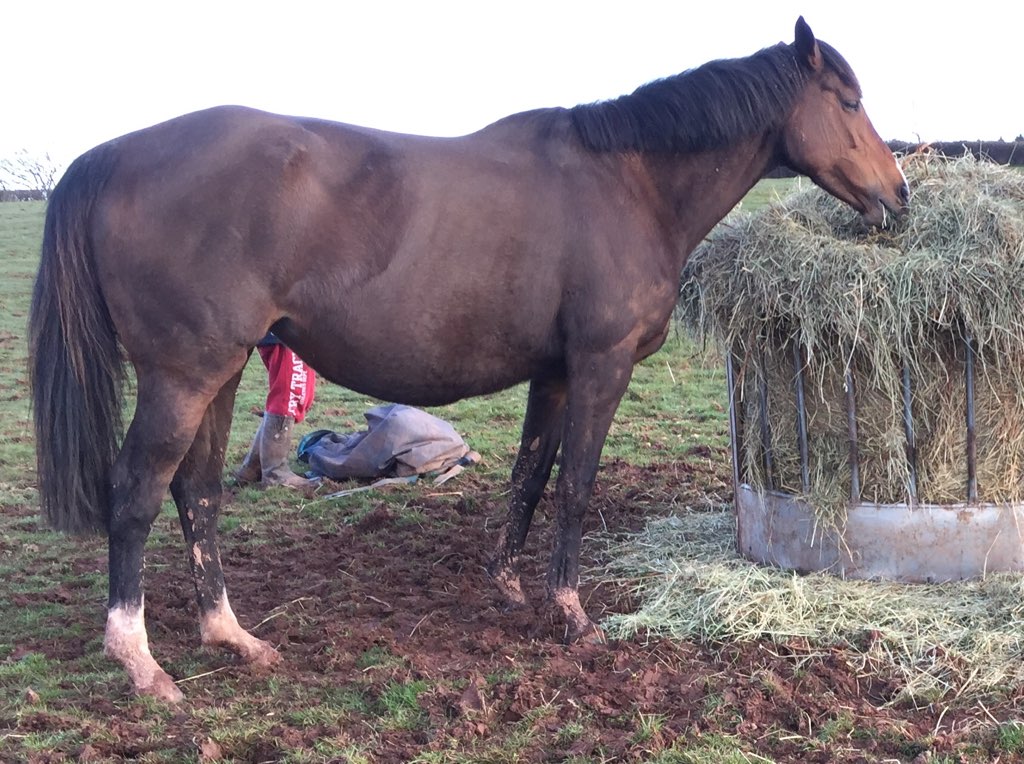 TwentyEightGuns's tweet image. Only 2 weeks to go till my due date 🐎 #EatingForTwo