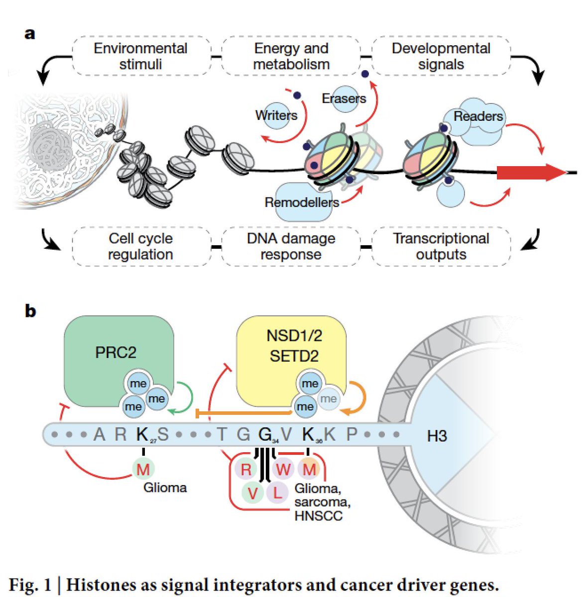 EricTopol's tweet photo. We haven't appreciated how important and extensive histone mutations are in #cancer; this @Nature paper frames our current knowledge
https://t.co/XWMBom53c7 #epigenetics 
by @sloan_kettering @RockefellerUniv @BenNacev C David Allis and colleagues https://t.co/SuUf49Jrtn
