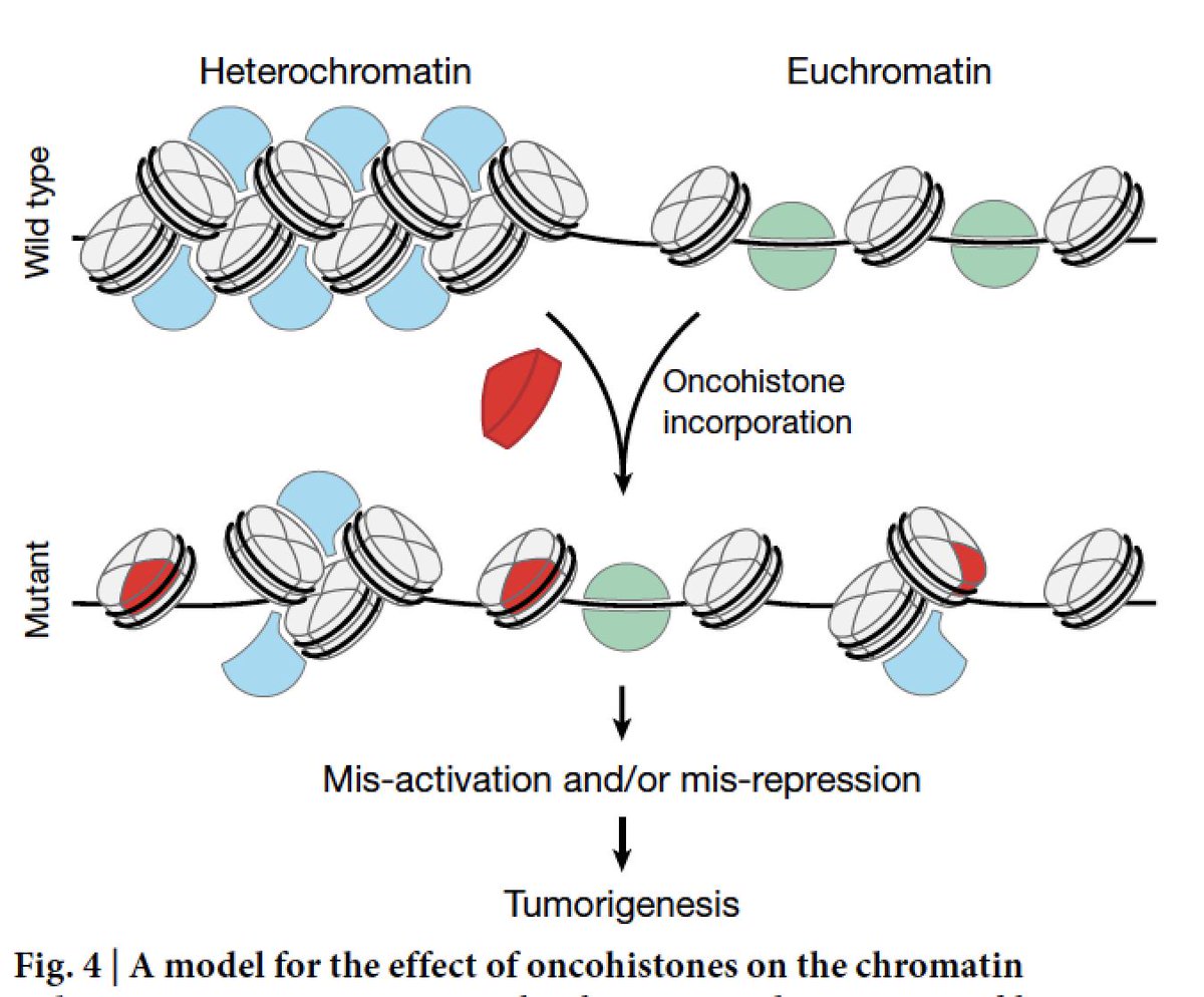 EricTopol's tweet photo. We haven't appreciated how important and extensive histone mutations are in #cancer; this @Nature paper frames our current knowledge
https://t.co/XWMBom53c7 #epigenetics 
by @sloan_kettering @RockefellerUniv @BenNacev C David Allis and colleagues https://t.co/SuUf49Jrtn