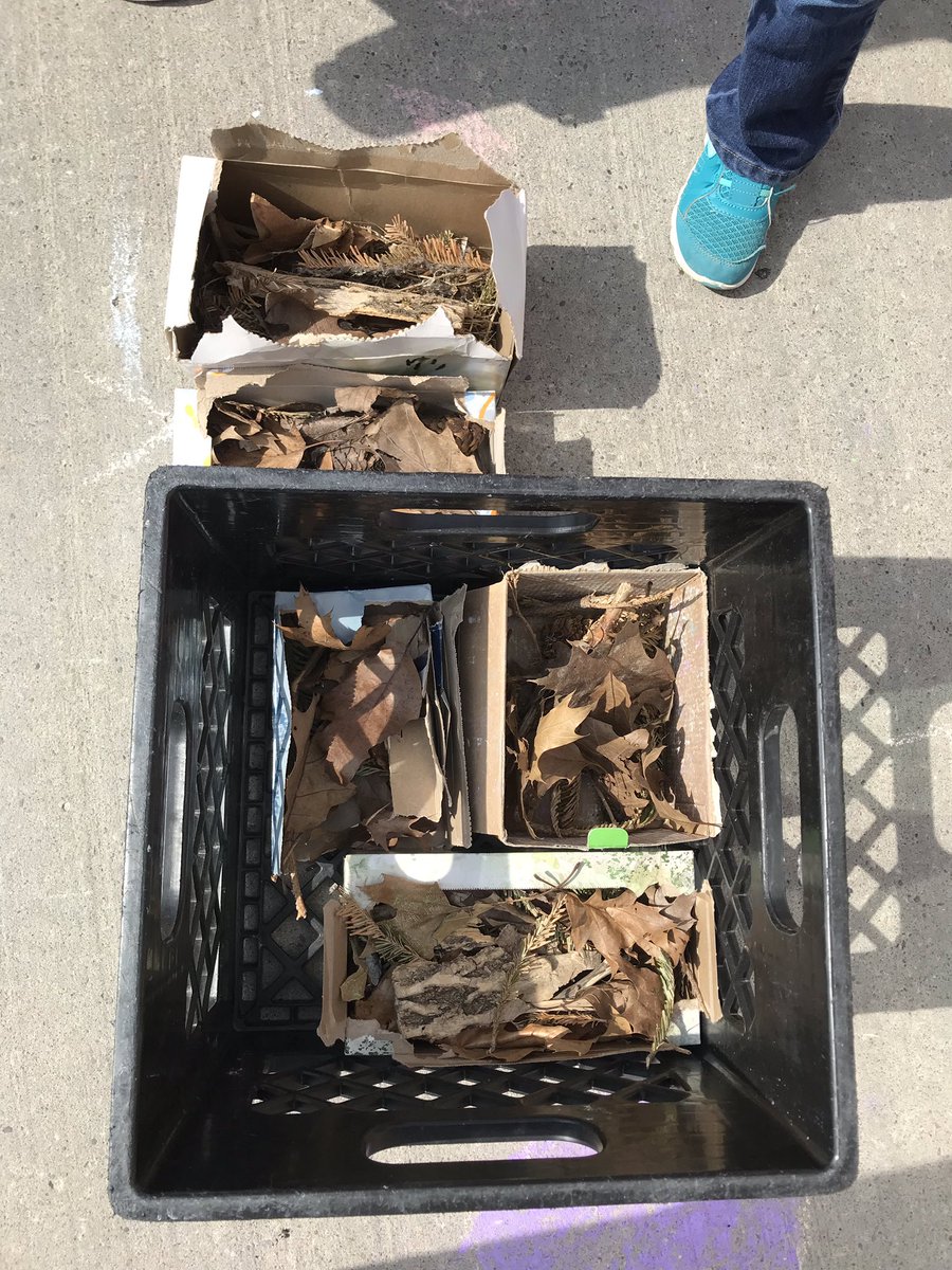 SESKinders's tweet photo. Building bug houses ๐ ๐ ๐ท. Lots of nature collecting. We even have our first resident; a ladybug ๐ Happy Spring! #outdoorlearning #YRDSBEarlyYears #YRDSBGetOut https://t.co/aecdGcaRIV