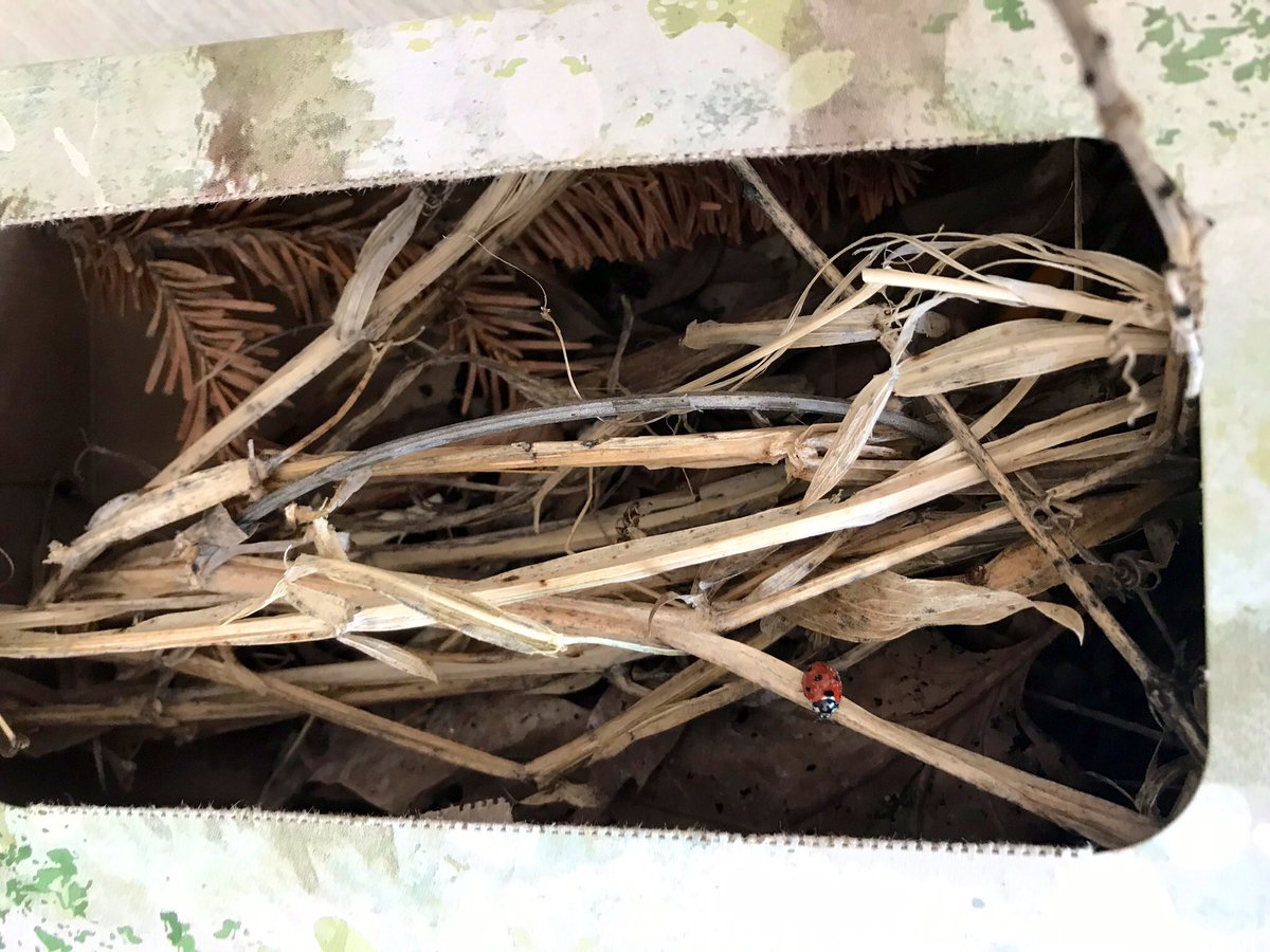 SESKinders's tweet photo. Building bug houses ๐ ๐ ๐ท. Lots of nature collecting. We even have our first resident; a ladybug ๐ Happy Spring! #outdoorlearning #YRDSBEarlyYears #YRDSBGetOut https://t.co/aecdGcaRIV