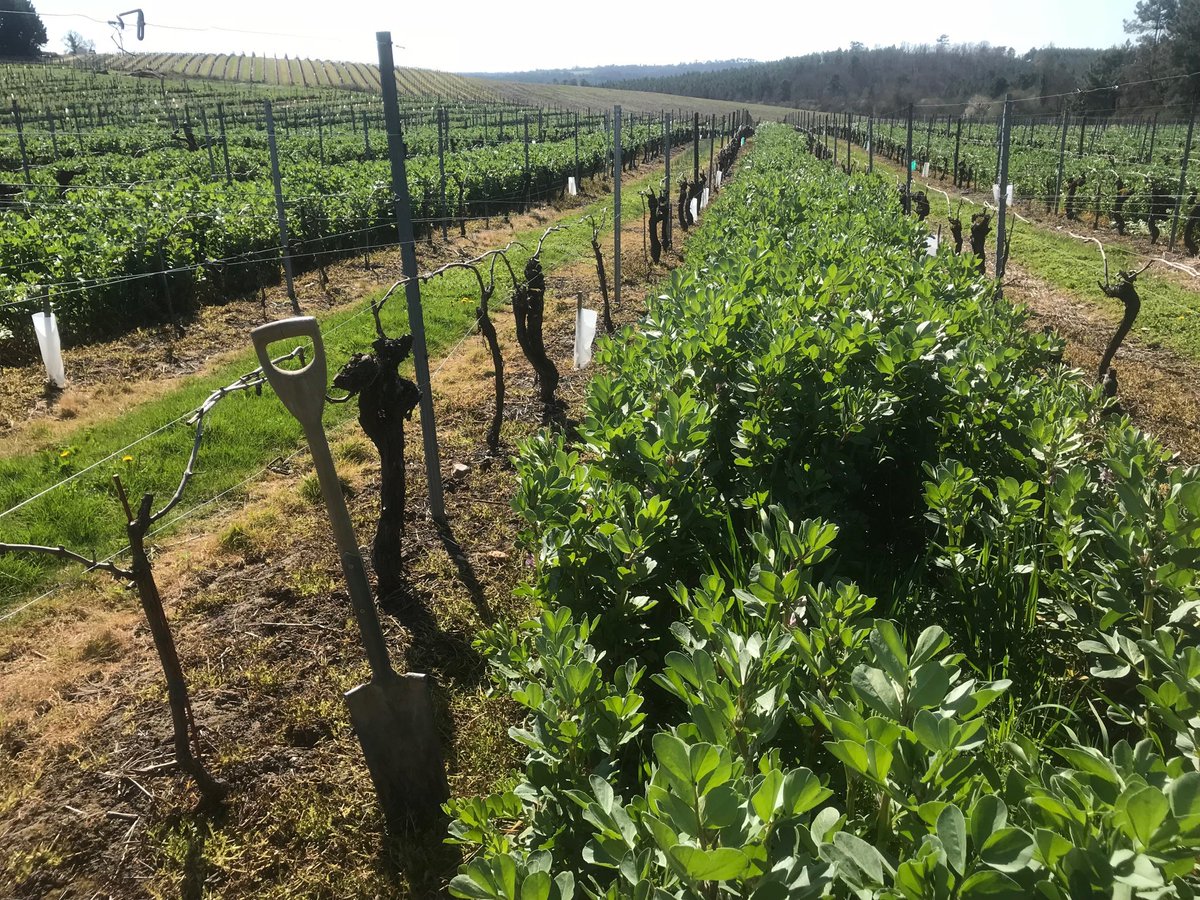 Charantes. Certains viticulteurs commencent a bien intégrer les couverts dans leurs pratiques. Les parcelles ont belle allure et vont secouer des agriculteurs voisins encore trop adeptes de la terre nue et intensivement travaillée. Bravo les producteurs de Cognac !