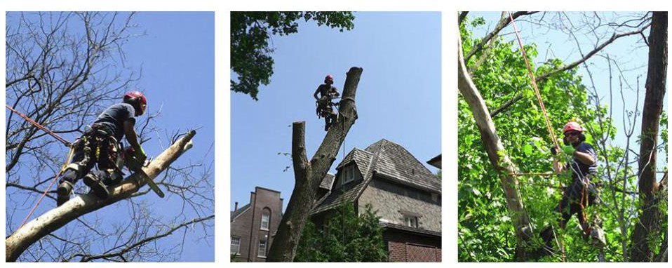 Tree_Care's tweet image. EXPERIENCED TREE CLIMBER NEEDED
Have fun, grow &amp;amp; develop...It all starts here!
Be a part of a caring &amp;amp; friendly team.
Email resumes to: info@fourseasonstreecare.com
For more information visit: 
fourseasonstreecare.com/tree-care-serv…
#arborist #Employment