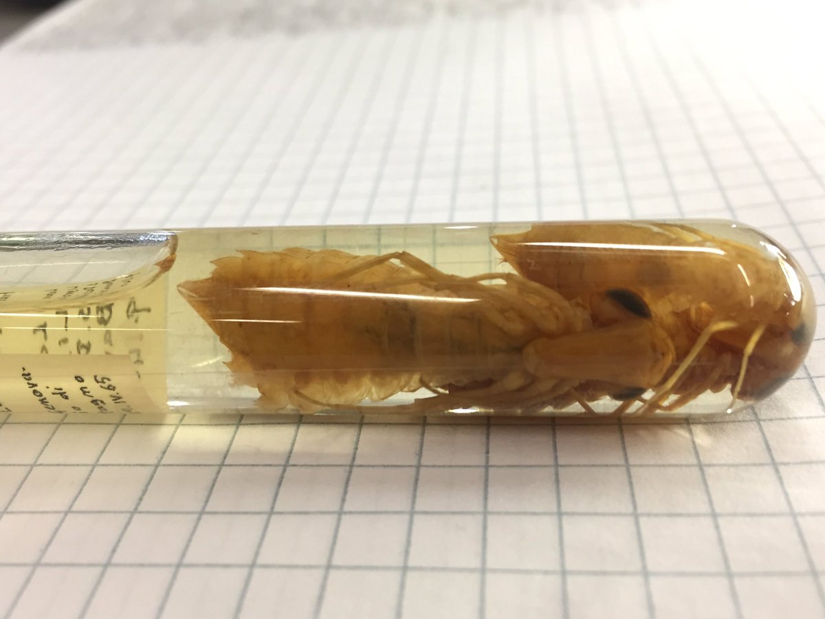 Matteo_Zinni's tweet photo. Reordering Museo Doria Odonata collections...fearsome predator from nearby waterstream #odonata #museumcollection https://t.co/IA3Mp831Pp