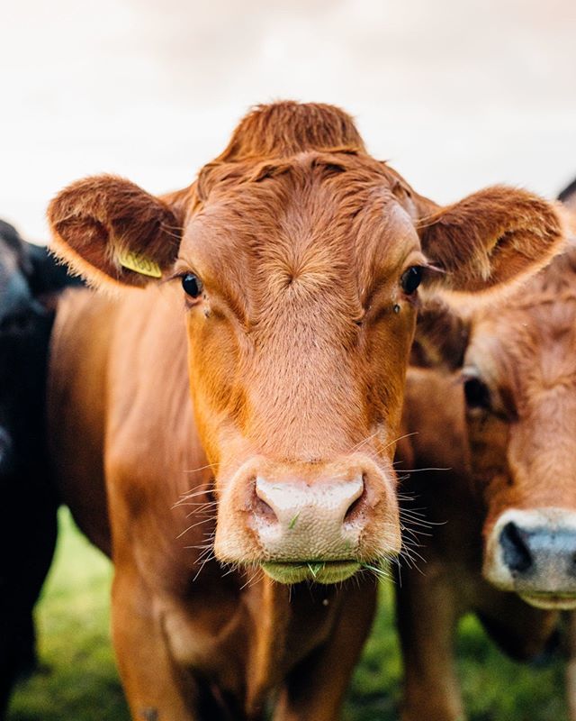 georgebale's tweet photo. Damn girl looking fierce 🐮⠀⠀⠀⠀⠀⠀⠀⠀⠀
.⠀⠀⠀⠀⠀⠀⠀⠀⠀
.⠀⠀⠀⠀⠀⠀⠀⠀⠀
.⠀⠀⠀⠀⠀⠀⠀⠀⠀
.⠀⠀⠀⠀⠀⠀⠀⠀⠀
.⠀⠀⠀⠀⠀⠀⠀⠀⠀
.⠀⠀⠀⠀⠀⠀⠀⠀⠀
.⠀⠀⠀⠀⠀⠀⠀⠀⠀
#bideford #cow #model #portrait #devon #summer https://t.co/y1kkNM6lxP https://t.co/k8cqGUQ7k4