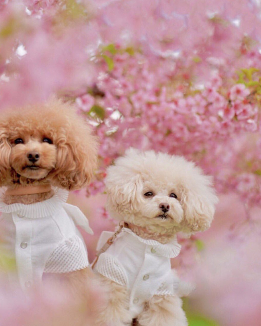 Pinchme Happy First Day Of Spring What Is Your Favorite Thing About This Season Ig Kujimera