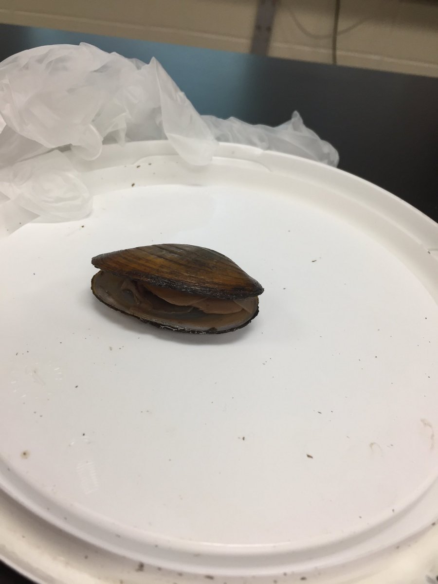 jenkahn56's tweet photo. Clam dissection!  #happyasaclam #d56achieves #rtslearns https://t.co/SWdKYfAA7X