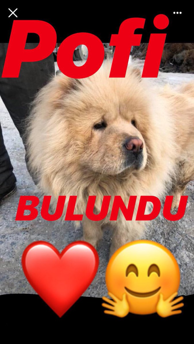jhan_sue's tweet photo. POFİ BULUNDU PAYLAŞIM YAPAN HERKESE TEK TEK TEŞEKKÜR EDİYORUM 🙏🏻❤️🦁 https://t.co/KhCwBc124Y