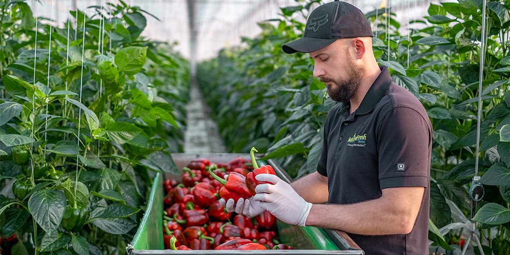 Nature_Fresh's tweet photo. #SpringIsHere & so are photos from #FirstPicks season! 🎉 We have officially started picking #GreenhouseGrown Peppers in our Ontario greenhouses 🌶 Stay tuned as these fresh picks find their way into your favorite local stores! #LoveONTFood https://t.co/xCwHM0ysc0