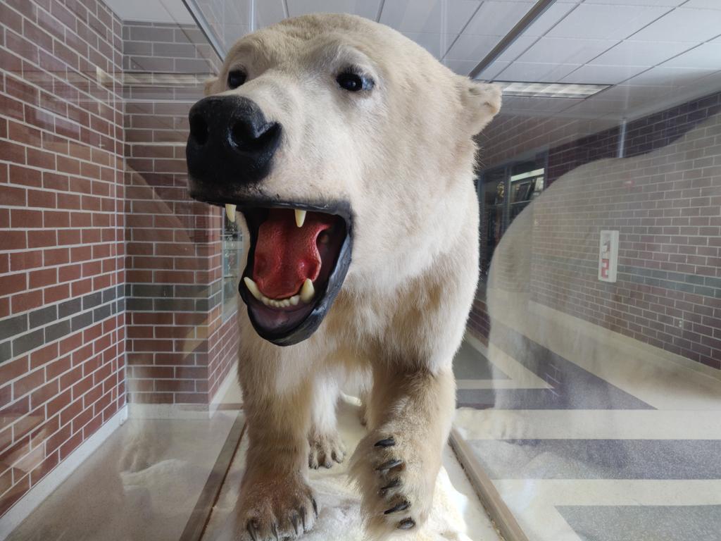 SOPennsylvania's tweet photo. So this is what greets you in front of @DearOldNorthern's gym...
#PolarBears | #yesitisreal | #PIAAbocce https://t.co/tNnXrJTlcQ