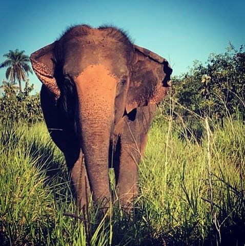 GlobalElephants's tweet photo. Love the fuzz! For those of you who are fans of the fuzz, and how could you not be, here is lovely Maia and her happy flaps.
#MissMaia #happyflaps #ElephantSanctuaryBrazil #SanctuaryHeals
https://t.co/CTVT4KBBVU https://t.co/dBoRE4hxKr