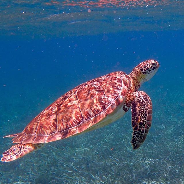 MantisTours's tweet photo. Reposting @napilir:
Orta Amerika'nın en küçük ülkelerinden biri, deniz korumacılığında büyük adımlar atılıyor. Charles Darwin'in ''Batı Hint Adaları'ndaki en etkileyici resif'' dediği Belize Set Resifi Sistemi, UNESCO Tehlike Altındaki Dünya Miras Listesi'nden çıkarıldı 🙏🏻. Bu https://t.co/j6KXAqiTa9