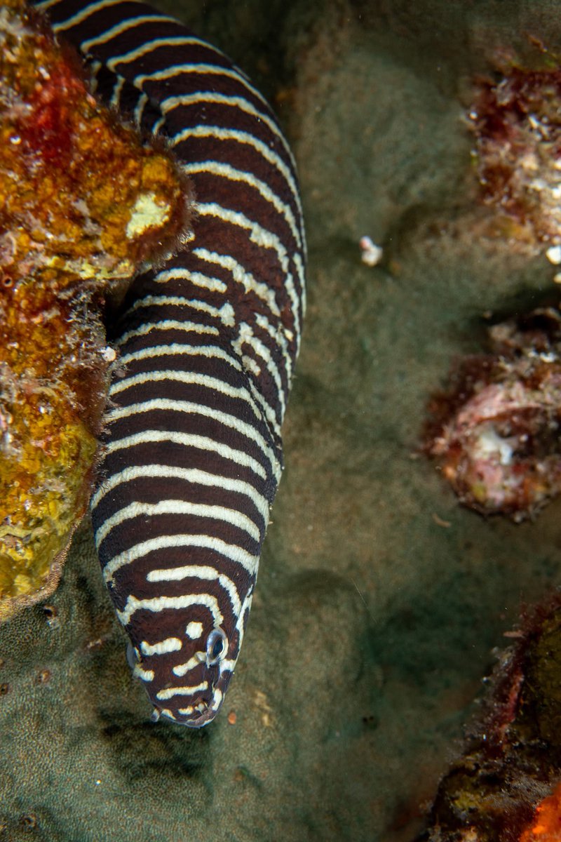 SimilanDiving's tweet photo. #ZebraMoray in #Similan #Thailand ๐น๐ญ
๐ณ๏ธ aboard #SimilanExplorer in Mar.2019 (SE25)
๐ธ by Krzysztof Bargiel
#GymnomuraenaZebra #moray #dive4life #SimilanDivingSafaris
#KhaoLak #AndamanSea
#scuba #diving #liveaboard #wildlife #marinelife #nature #underwaterworld #uwphoto https://t.co/1UAiAH5ZWT