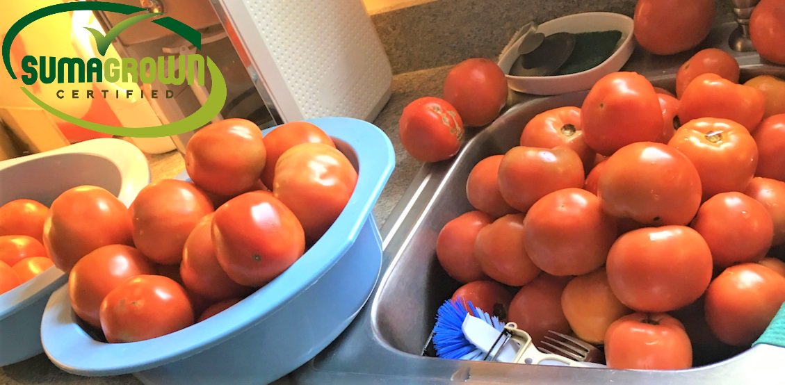 SumaGrow's tweet photo. Ready for summer!
Share your SumaGrown pics-comparison, before and after, harvest info, etc,- and receive 20% off your next order (up to 500 gallons!!).
Message us, share on any of our social media sites or send to info@sumagrow.com #sumagrow #sumagrown https://t.co/5bNhSRewJY