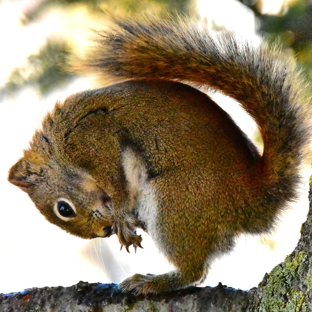 Spinthemap's tweet image. Squirrel yoga on Prince Edward Island @tourismpei #wildlife #nature