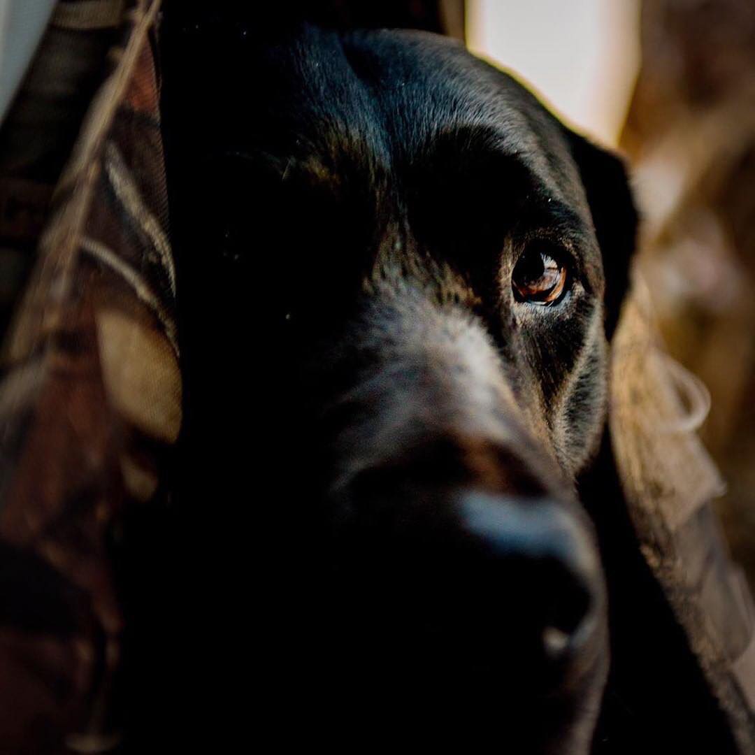cabelascanada's tweet photo. Find yourself a hunting partner who never cancels plans. 

Photo courtesy of Jordan S. https://t.co/zt59VBTTzt