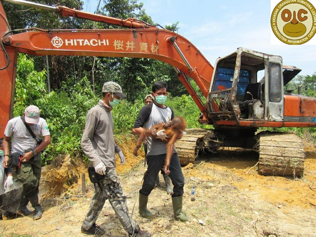 SinPalma's tweet photo. ¡¡Noticia de última hora!! Hoy han encontrado otro orangután en hectáreas taladas para plantar palmas aceiteras en la provincia de Aceh (Indonesia). Además, el orangután fue rescatado mientras la excavadora estaba funcionando... 
osea tirando árboles abajo. https://t.co/RsYxiwKm2t