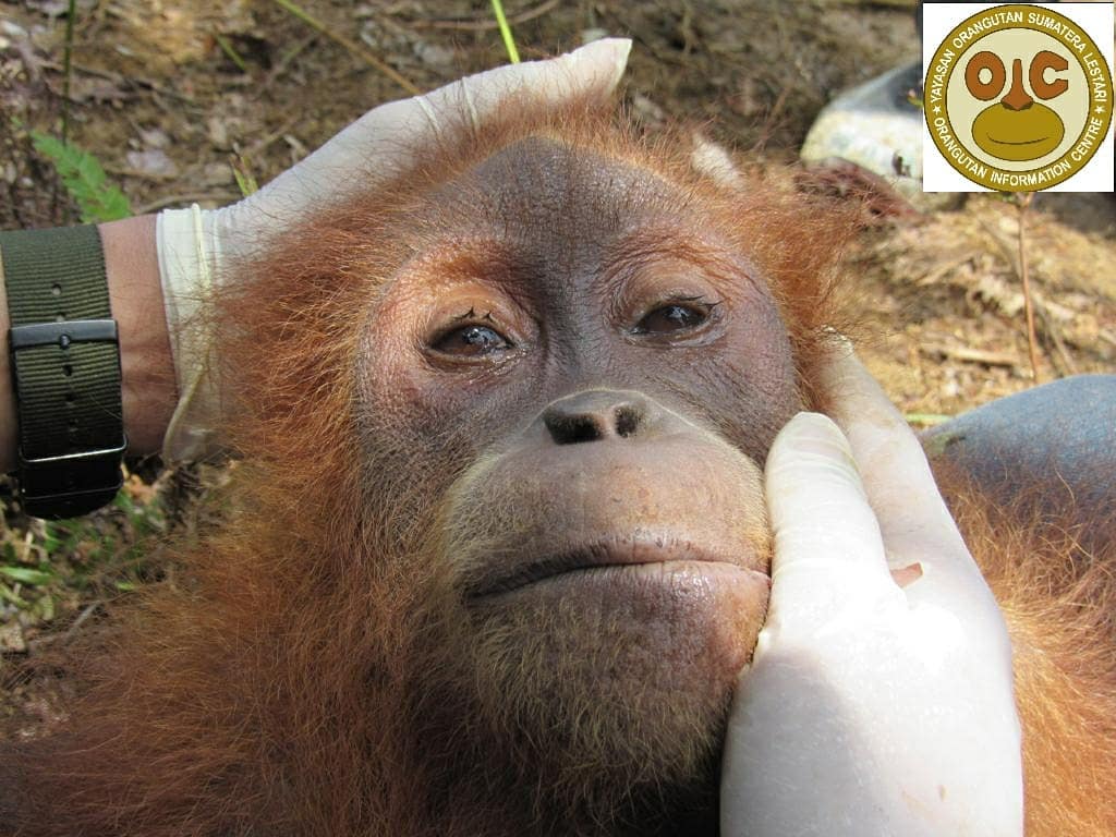 SinPalma's tweet photo. ¡¡Noticia de última hora!! Hoy han encontrado otro orangután en hectáreas taladas para plantar palmas aceiteras en la provincia de Aceh (Indonesia). Además, el orangután fue rescatado mientras la excavadora estaba funcionando... 
osea tirando árboles abajo. https://t.co/RsYxiwKm2t