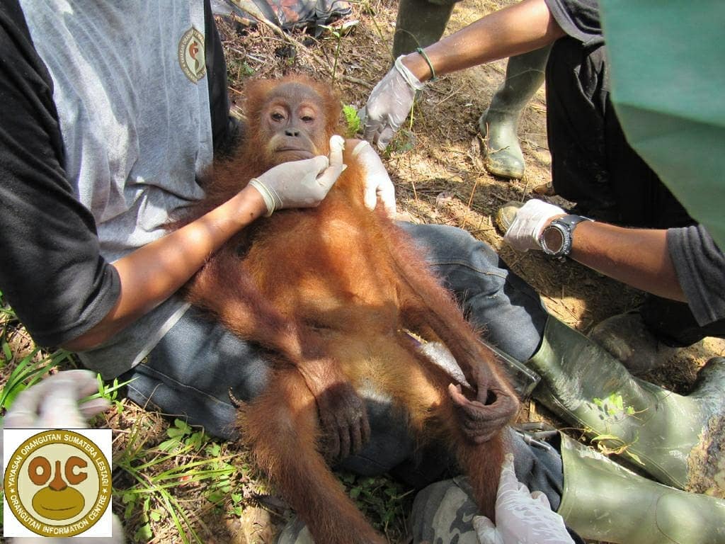 SinPalma's tweet photo. ¡¡Noticia de última hora!! Hoy han encontrado otro orangután en hectáreas taladas para plantar palmas aceiteras en la provincia de Aceh (Indonesia). Además, el orangután fue rescatado mientras la excavadora estaba funcionando... 
osea tirando árboles abajo. https://t.co/RsYxiwKm2t