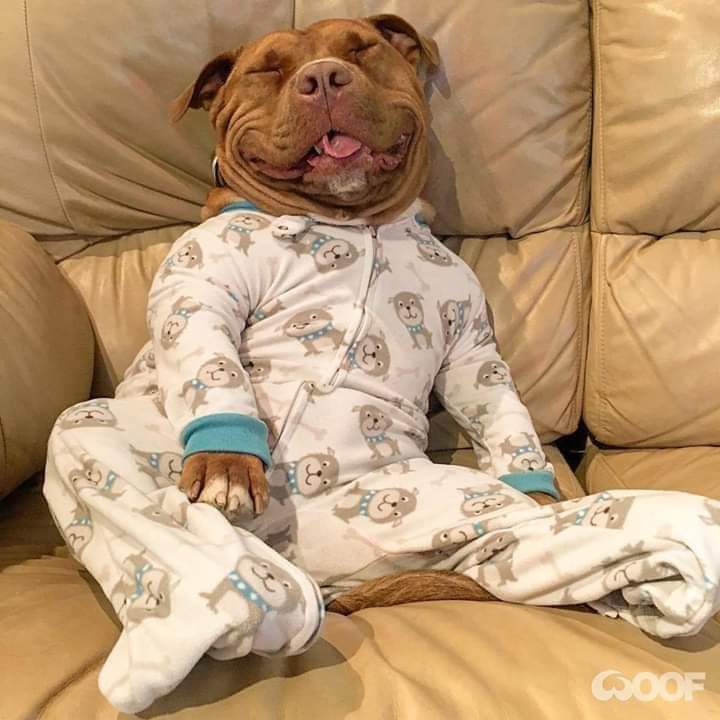Finestblessing1's tweet image. When you don't give a damn 
#dogchill