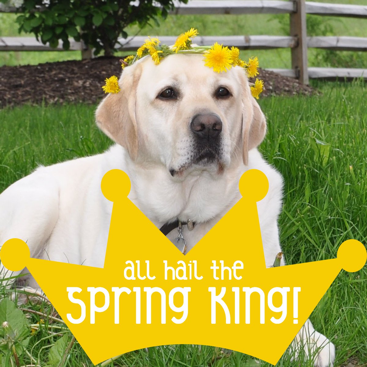 MaryRuthBooks's tweet photo. Hear ye! Hear ye!
Spring is HERE!
#springking #springhassprung #welcomespring #dandeliondanny #hearhere #kingdanny #maryruthbooks https://t.co/DH7FmZczEw