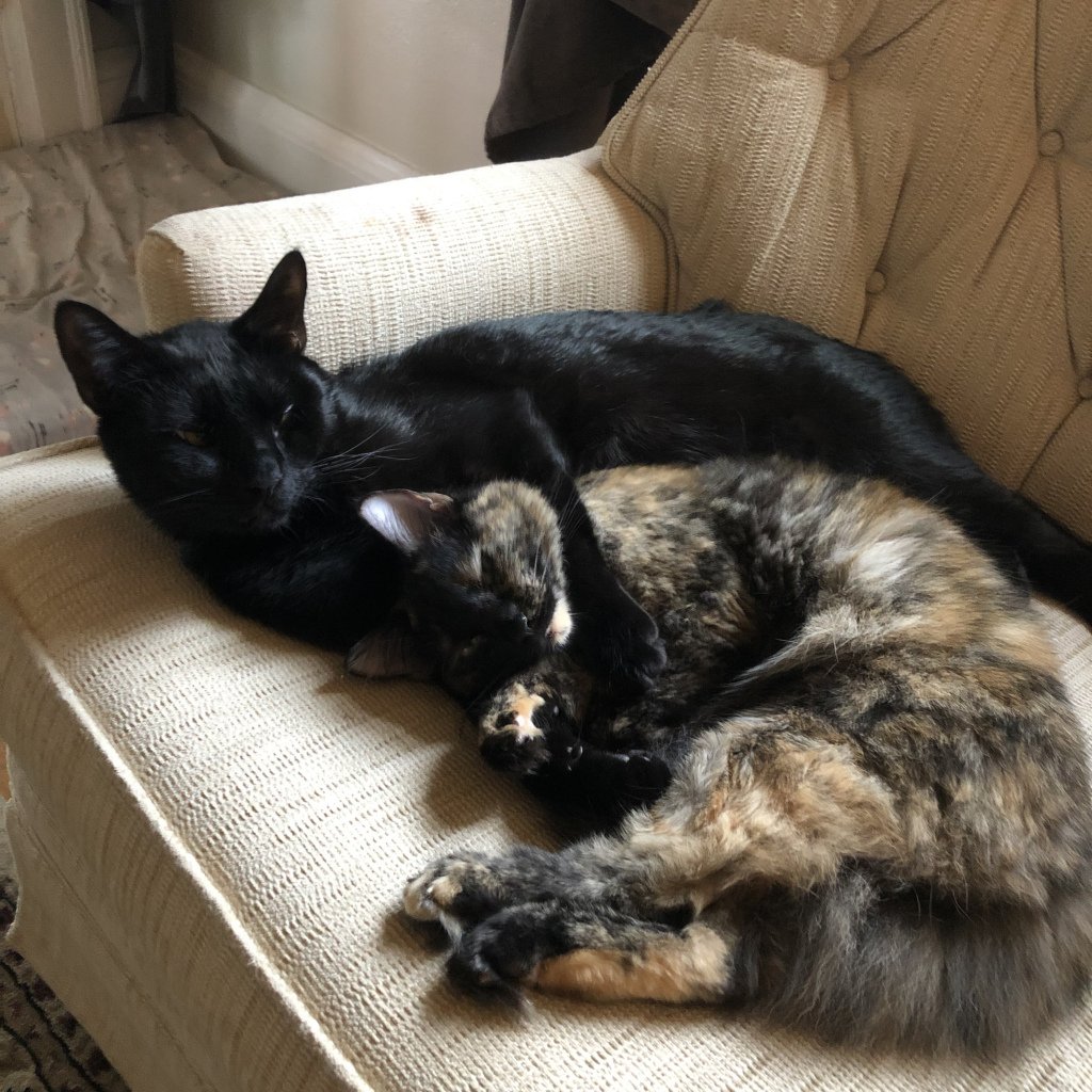 So I Haven’t Had a Good Rant Yet… restobytes.wordpress.com/2019/03/20/so-…