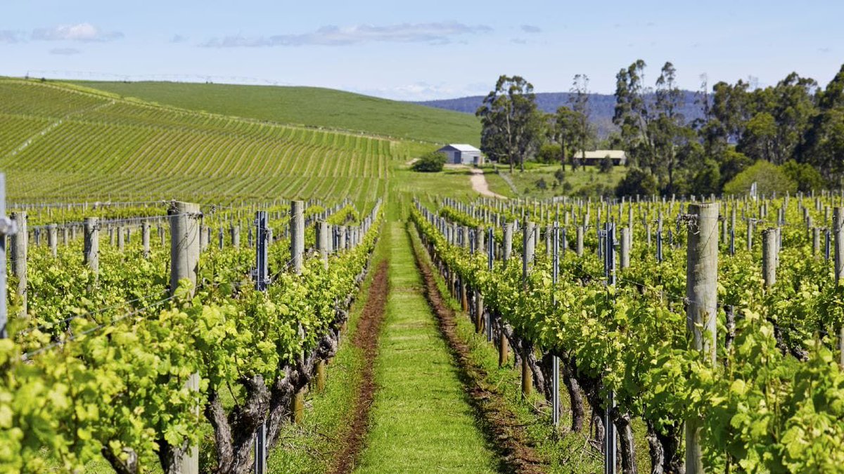 WineTasmania's tweet image. Take a taste-led trip through the Tamar 

buff.ly/2unH5oh

#TassieWine @sinapius @stoneyrise @Pipersvineyard