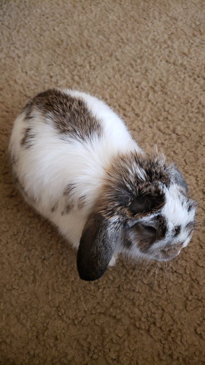 AskForLiz's tweet photo. And so it begins. Reply with a picture of your pet right now using the #TwitterCamera feature 😊
#CuteBunny
Then tag a friend!
@AngelaHemans https://t.co/WLIMIPospW