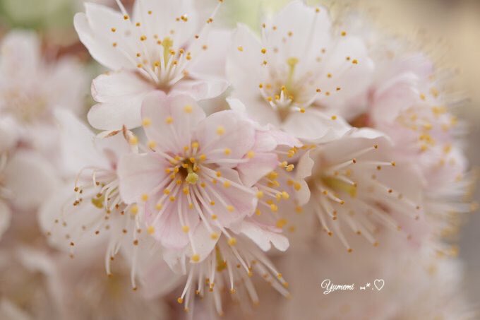 さくらんぼの花