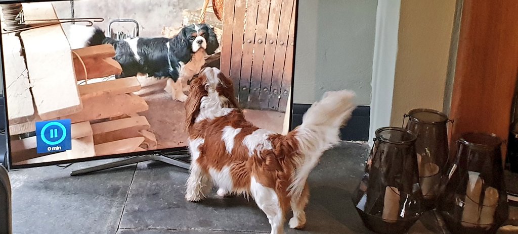 Saw a Duchy doggy on TV when Daddy was watching #escapetothechateaudiy today! Teacake played guard dog! #dogsoftwitter #dogs #doglovers #cavalierkingcharlesspaniel #cavpack