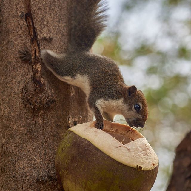 justinsfoto's tweet photo. This little #squirrel was very cheeky thinking he was doing the wrong thing. As I walked closer he would run up the #tree and hide but continue to look at me and then as I was at least 5 or so meters away he would run back down and eat the #coconut 
#nat… https://t.co/uvsA3fV8WL https://t.co/KvKbeB4glM