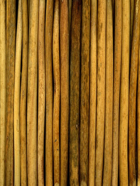 51524 Levisticum officinale #HorticulturalArt #FredMichel #Levisticumofficinale #Levisticum #lovage #stems #driedstems #dried #lines #pattern