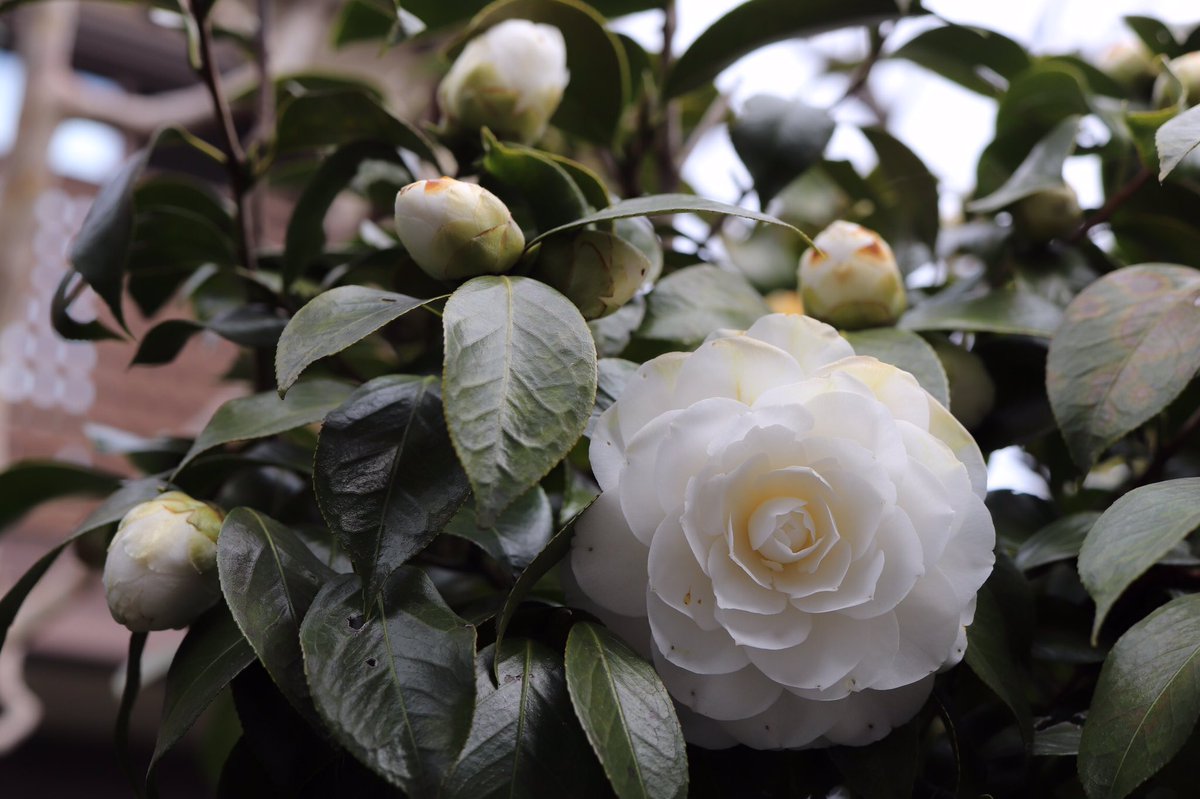 白い #乙女椿 が家の庭に咲いています。#白乙女 千重咲き。
一週間前に確認したのですが、茶色い斑点がありまして…一昨日ようやく！
背中合わせで咲く子、後ろ姿が綺麗な子も。「ご挨拶しなさい」と励ます、春分の日の朝。

#goodmorning 
#camelliajaponica #camellia 
#ツバキ #ハクオトメ