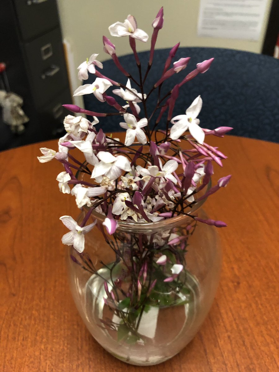 ApZwack's tweet photo. It’s Happiness Week at Eagle Canyon and one of my sweet cherubs decided to bring happiness my way with this beautiful bouquet!♥️🌸♥️🌸♥️ https://t.co/rcNw3iZhRj