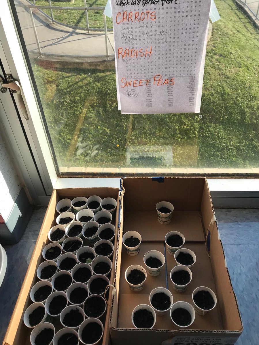 risae423's tweet photo. 3rd &amp; 4th grade LEAPS kiddos planted seeds on #plantaseedday and then made predictions about what would sprout first. Carrots? Radish? Sweet Peas? What’s your guess? ⁦@JWES_Wildcats⁩ ⁦@JWESAgLab⁩ https://t.co/KyBetQV79S