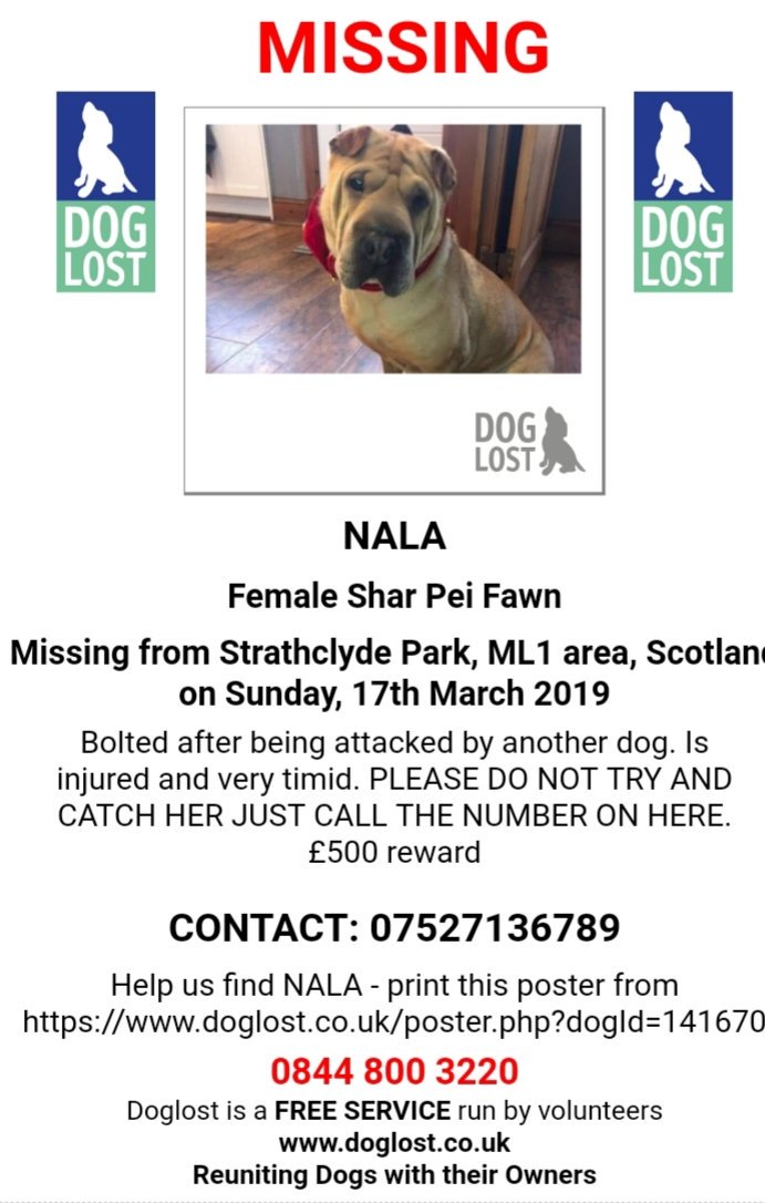 🐕 very #Urgent shar pei #Nala was last seen bleeding badly 💔 She bolted after being attacked by another dog on 17 March. Is #injured & very timid. She will be starving & dehydrated. PLEASE DO NOT TRY & CATCH HER JUST CALL NUMBER. £500 reward Strathclyde Park #Scotland #ML1