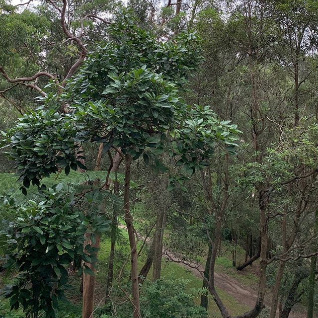 It’s the Autumnal Equinox in Sydney! Can’t you tell!? Only where deciduous northern hemisphere trees have been planted really, that and the environment is probably confused by the warmth that were still experiencing. No beautiful autumnal leaf drops for … ift.tt/2TQdwuL