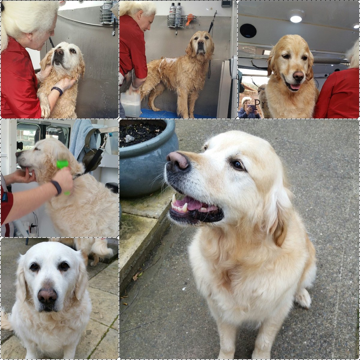 linsisson's tweet image. Brody &amp;amp; Tarn had a lovely pamper day with Simone @ Pretty Paws Dog Grooming...