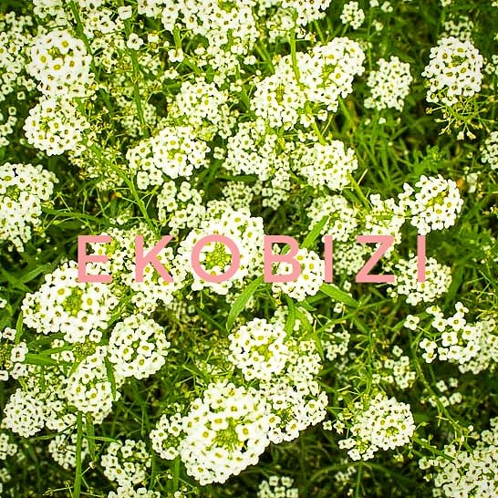EkobiziInfo's tweet photo. ¡Bienvenida Primavera!
Ongi etorri Udaberria!
Hemos tenido muy poco Invierno pero siempre se agradece la luz del Sol 😍😍
#udaberria #primavera #luz #sol #soldeprimavera #flores #VitoriaGasteiz https://t.co/T1aGBJGRPN