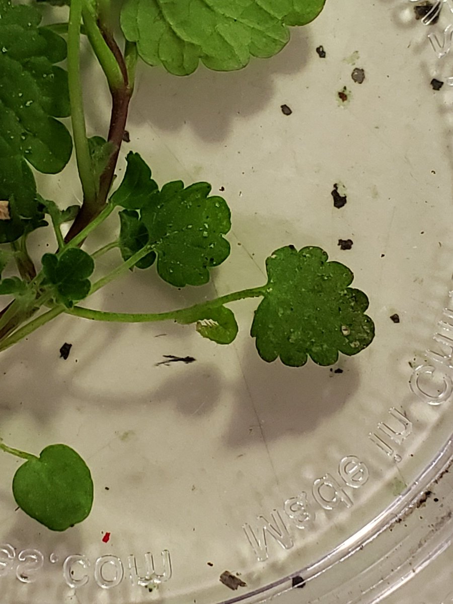 MrsPeterson3rd's tweet photo. We found an inchworm today while getting our #garden ready so we decided to keep it as our #newclasspet @JohnWillDragons #3rdgrade #science https://t.co/0VjbP73vMV