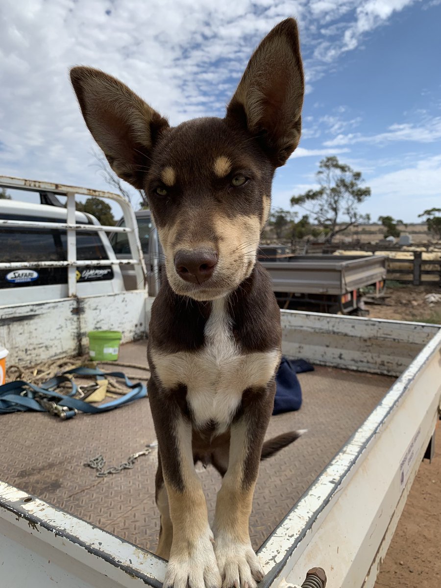 MerinosPoll's tweet image. He’s all ears! #littleJuan