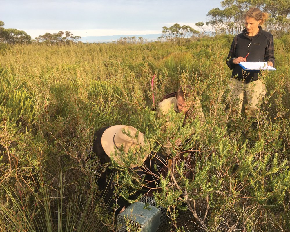 Exciting postdoc at intersection of #conservation research, policy & mgmt measuring #researchimpact & refining #threatenedspecies monitoring. Part of @TSR_Hub working w/ Lindenmayer lab @ANUFennerSchool & @ntash_r @BenCScheele @SarahMLegge @BrenWintle jobs.anu.edu.au/cw/en/job/5288…