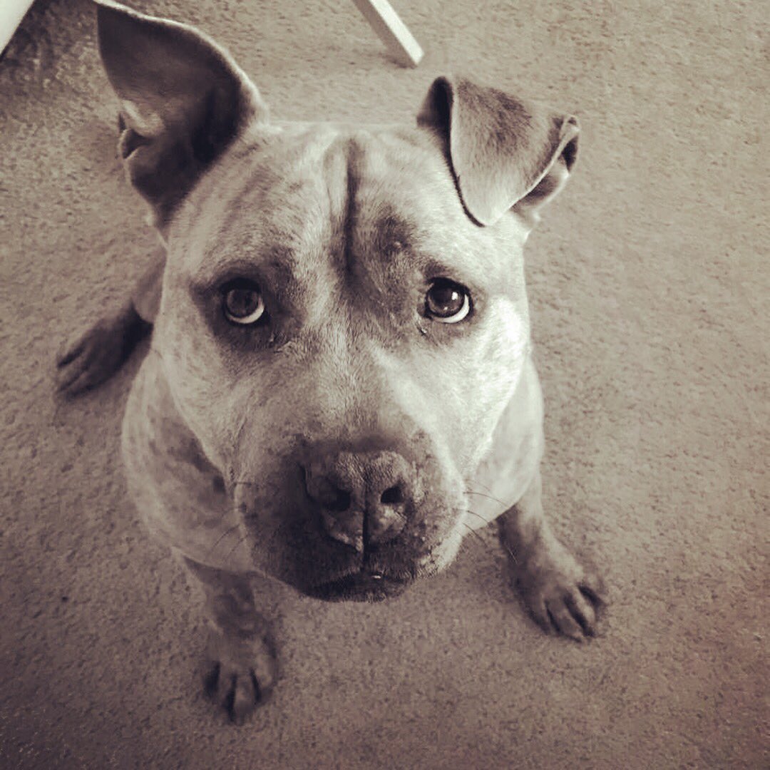 kai_2313's tweet photo. Griffey is missing last seen in the Cherry Lake neighborhood on the east side of Indianapolis near German Church Rd and E 30th st. Please share and contact me at 2694497432 if you see him. He’s wearing a black collar and is very people friendly. https://t.co/br49iyt882