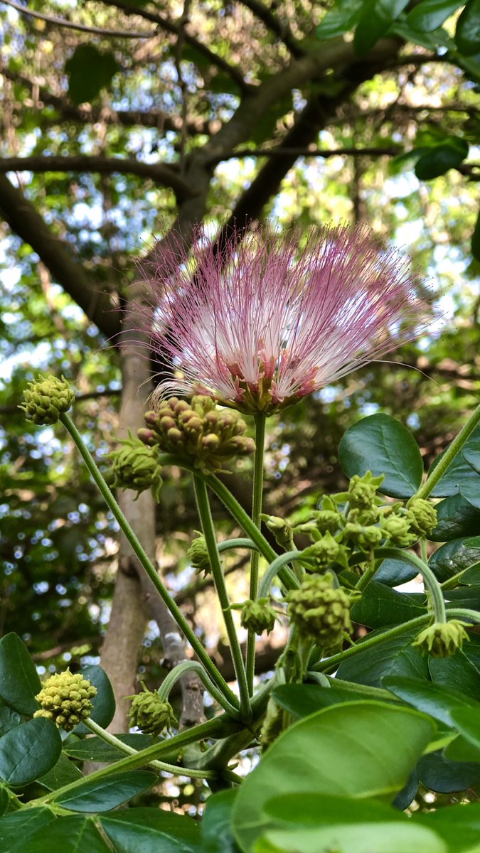 vrundashankara tweet media