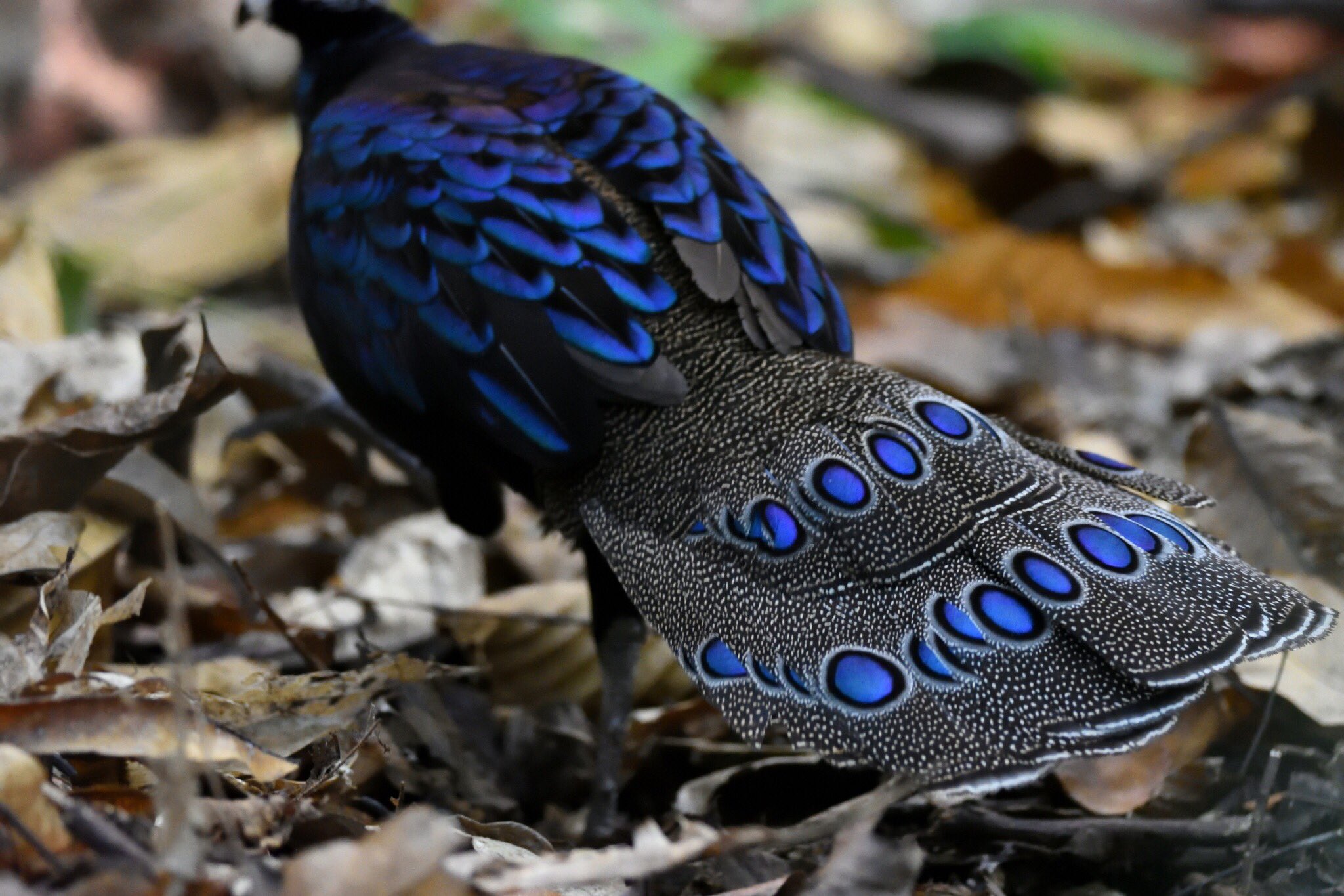 鳥っ子 Pa Twitter Palawan Peacock Pheasant パラワンコクジャク とにかく格別の美しさだった 憧れのスターにやっと出会えた 間に合った どうかこれからも長生きして欲しい 鳥っ子 Pa Twitter Palawan Peacock Pheasant パラワンコクジャク とにかく格別の美しさだった 憧れのスターにやっと出会えた 間に合った どうかこれからも長生きして欲しい
